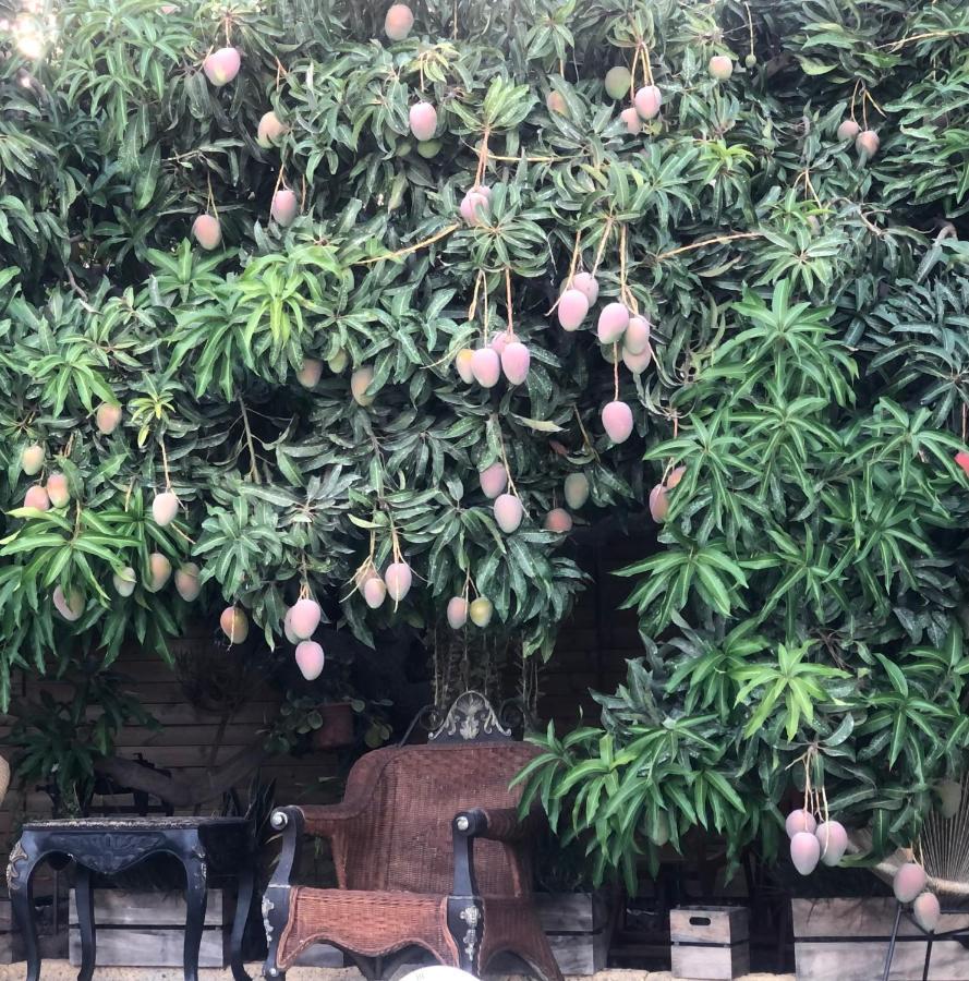 Afrikan Krisant Tenerife, Casa Rural Ecologica アラフォ エクステリア 写真