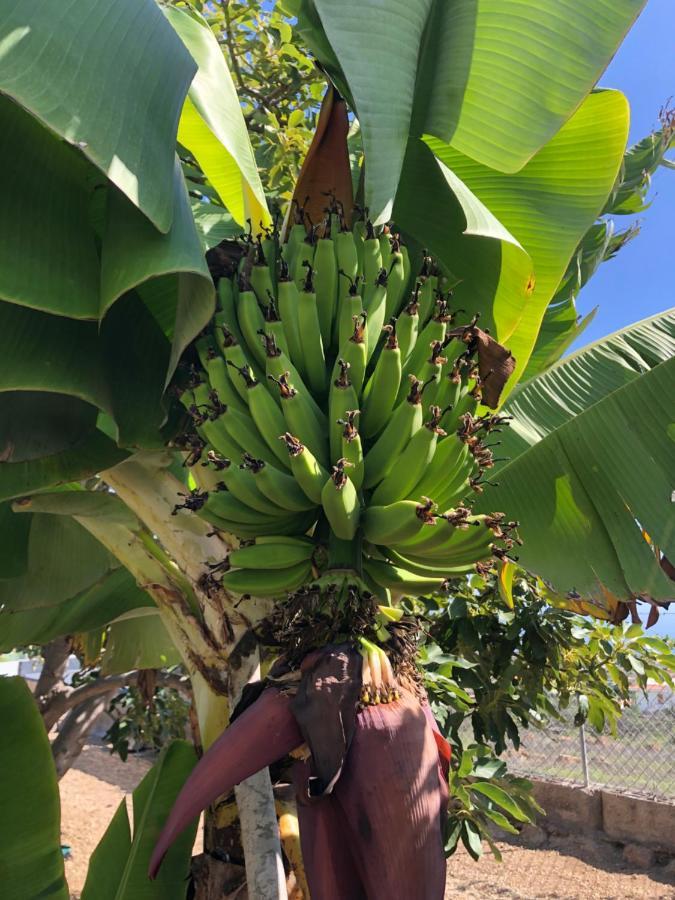 Afrikan Krisant Tenerife, Casa Rural Ecologica アラフォ エクステリア 写真