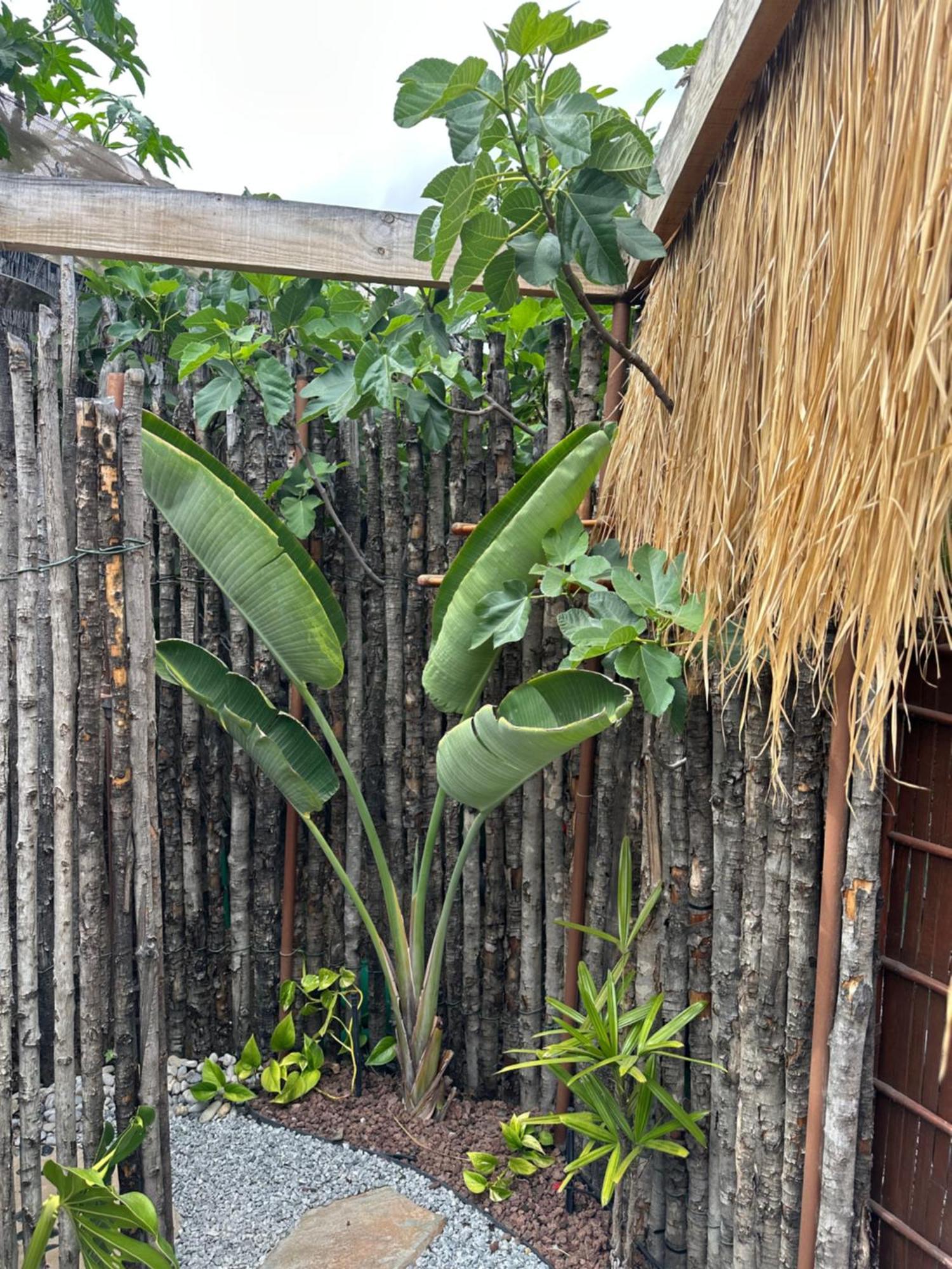 Afrikan Krisant Tenerife, Casa Rural Ecologica アラフォ エクステリア 写真